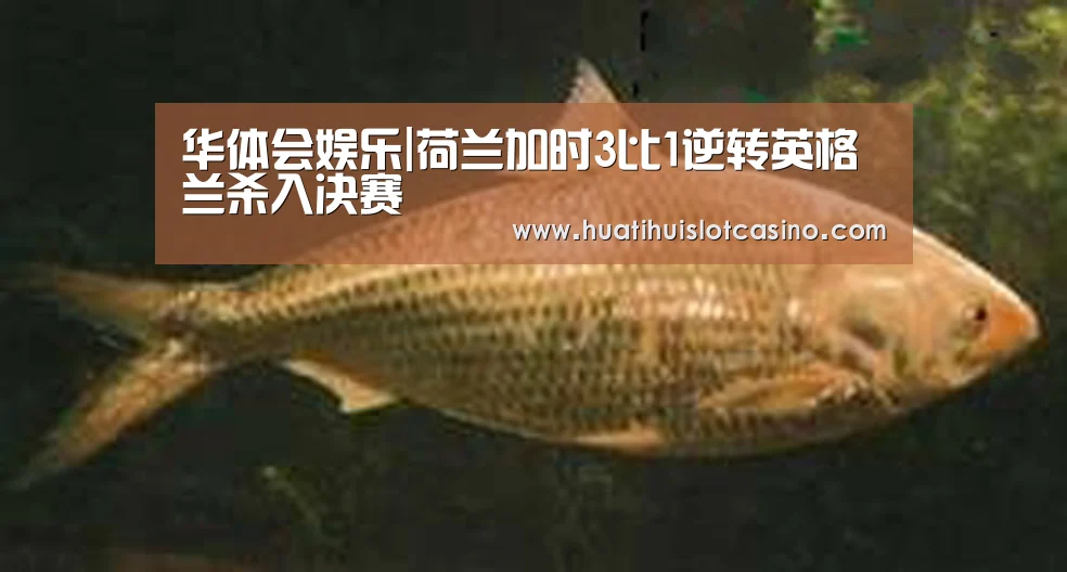 华体会娱乐|荷兰加时3比1逆转英格兰杀入决赛(图3) 华体会下载